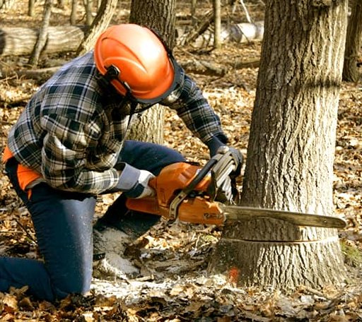 Tree Removal in Prudence Island, RI